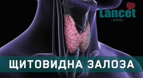 Функції щитовидної залози